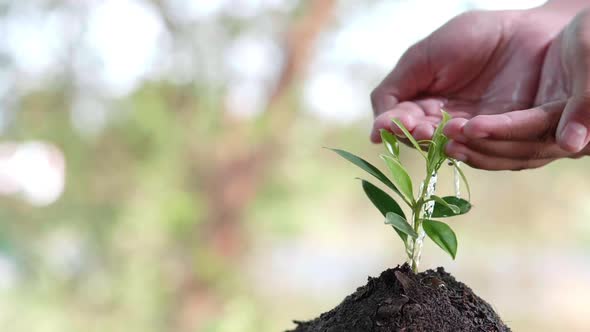 Close up water a plant small tree green leaf by hands. Save the earth for planting forest alt