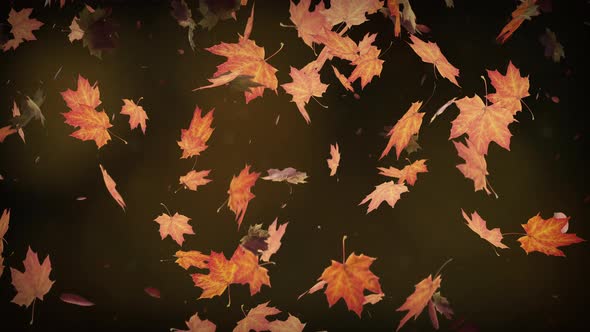 Autumn Leaves Falling Slowly on Defocused Background