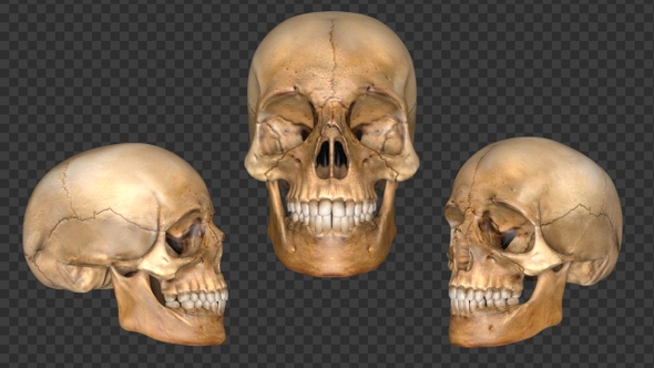 Skeleton Skull 3d alt