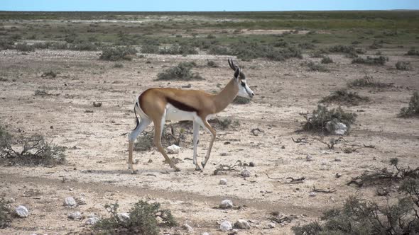 Moving Shot of African Antelope Walking on Dry, Rugged Land, Looking in Camera and Stops alt