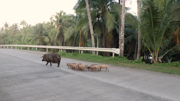 Mother pig with piglets crossing a palm tree lined road in Siargao, The Philippines alt