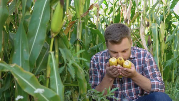 A Farmer or Agronomist in a Corn Field Holds Young Ears of Corn in His Hands alt