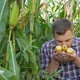 A Farmer or Agronomist in a Corn Field Holds Young Ears of Corn in His Hands - VideoHive Item for Sale