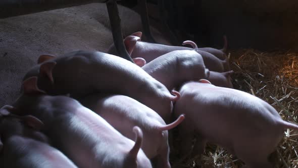 Piglets Drink Milk. Young Pigs in Agricultural Farm alt