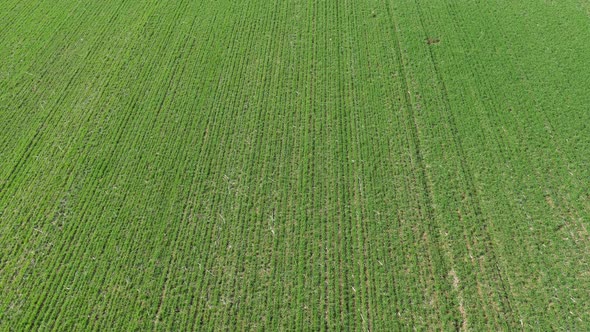 Young wheat culture from above 4K aerial video