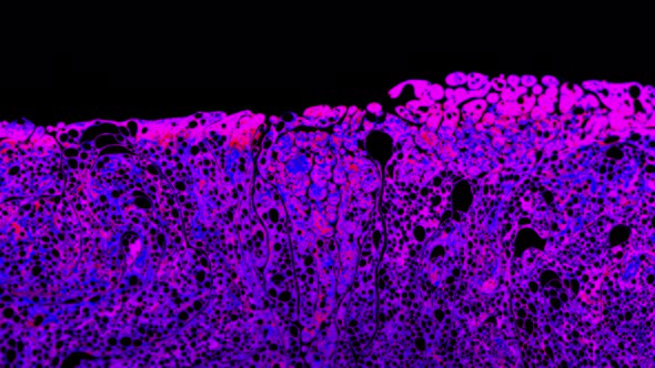Neon Colors Moving Vertically with Irregularly Shapes Formed From Soap Surface alt