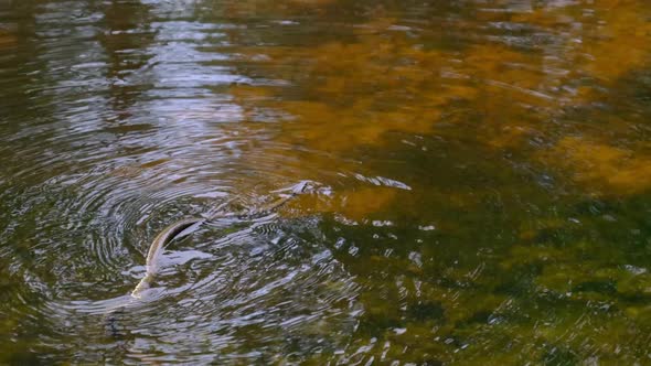 Snake Swims in the River Through Swamp Thickets and Algae Closeup alt
