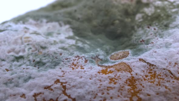 Tangerine with mold alt