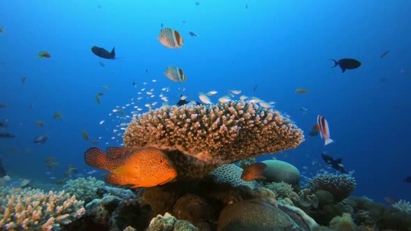 Tropical Colorful Fish alt