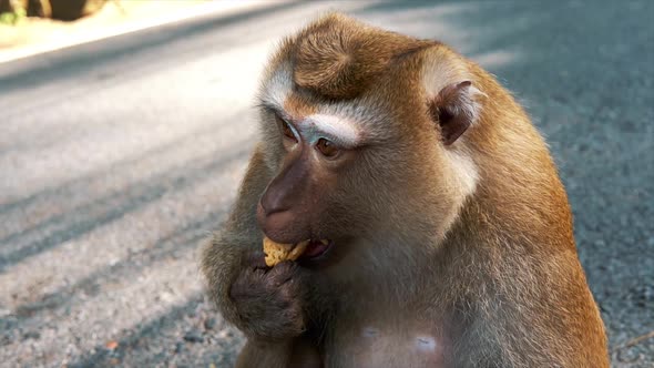 Portrait of Cute Primate Sitting on Road and Eating alt