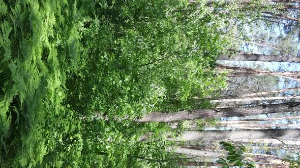 Vertical Video Aerial View Inside a Green Forest with Trees in Summer alt