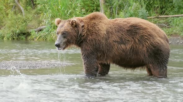 Brown Bear Eating Salmon alt