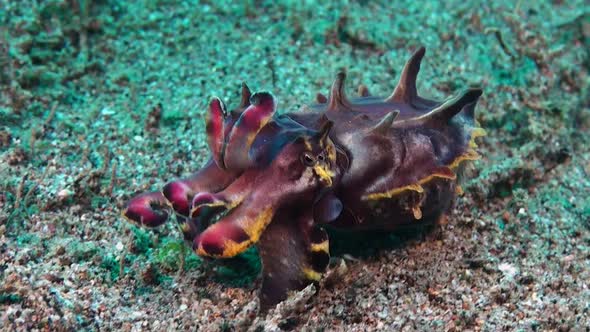Close up of Flamboyant Cuttlefish changing colors while walking over sandy reef alt