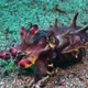 Close up of Flamboyant Cuttlefish changing colors while walking over sandy reef