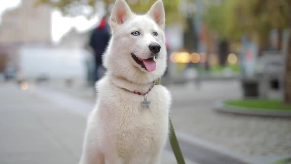 Husky Dog with White Fur Sits on the Street and Examines