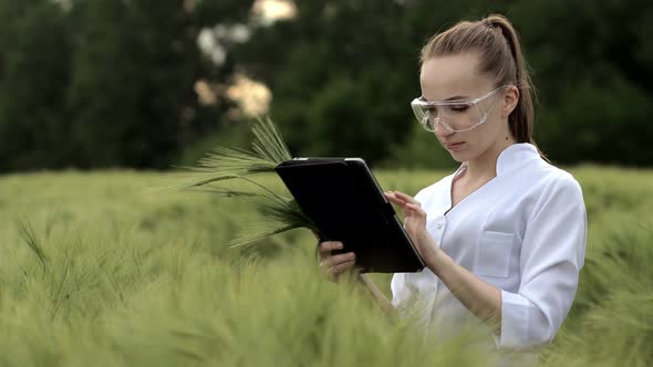 Farmer wearing white bathrobe is checking harvest progress on a tablet at the green wheat field alt