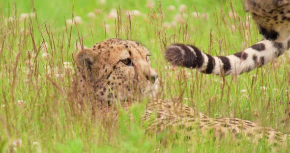 Playful Cheetahs Lying on Field