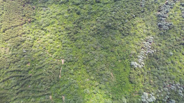 Deciduous Forest Aerial View