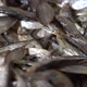 Dried Fish Fish Processing Equipment - VideoHive Item for Sale