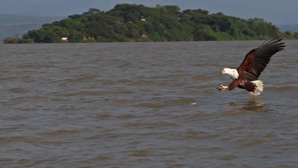 African Fish-Eagle, haliaeetus vocifer, Adult in flight, Fish in Claws, Fishing at Baringo Lake alt