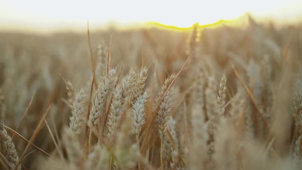 Beautiful Macro View of Ripe Golden Wheat Ears on Sunset alt