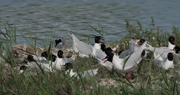 A flock of Mediterranean gull,( Ichthyaetus melanocephalus), during the egg incubation time, Camargu alt