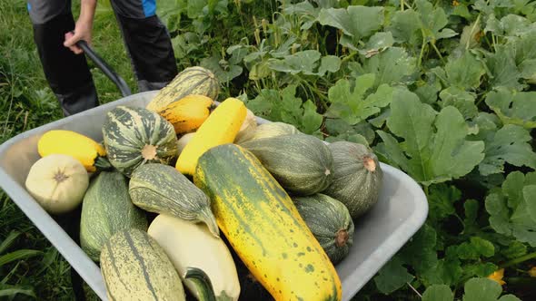 Positive Teenager pick up, across a field, wheelbarrow cart full of Zucchini.