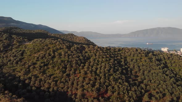 Aerial Top View of Olive Fields in the Mountain and Sea Coast in Albania City