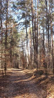 Vertical Video of Trees in the Forest Slow Motion alt