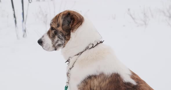 Big Dog of the Alabai a Central Asian Shepherd Breed in Winter on the Street alt