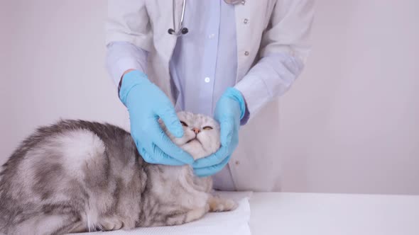 Cat Veterinarian Checkup Vetelinar Examines a Domestic Thoroughbred Cat Scottish Fold