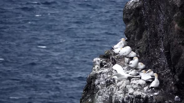 Morus Bassanus Starts Flying From the Cliffs with Nests in Slow-mo