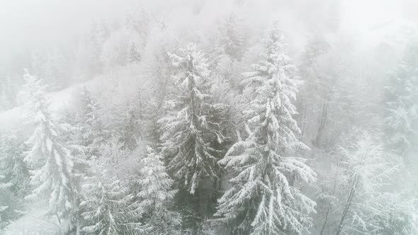 Winter Carpathian, Fly Over Fir Tree in The Snowstorm.