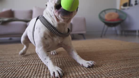A Close View at French Bulldog Jumping Up to Play with a Tennis Ball