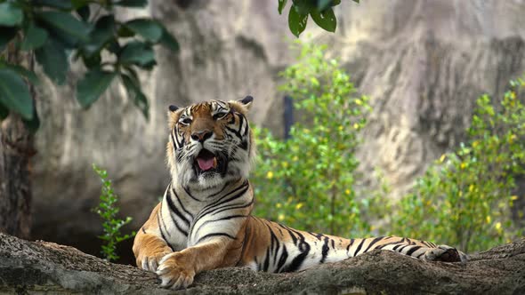 The Bengal tiger resting in the forrest