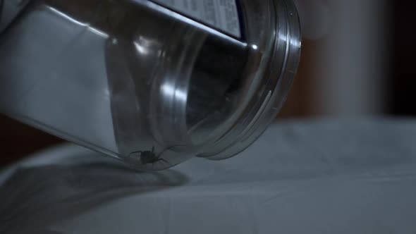 Black Widow Spider being let out of container onto pillow alt