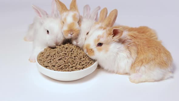 Cute Ginger Bunnies Eat Compound Feed on a White Background alt
