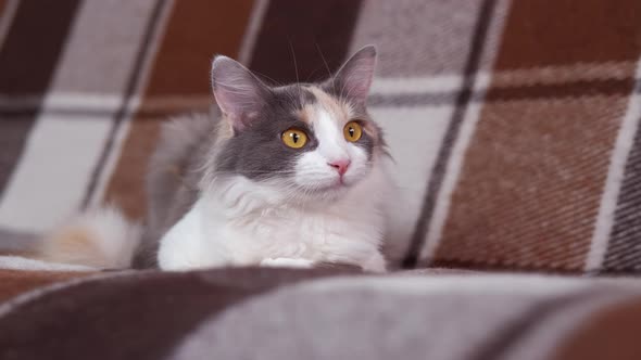 Posing Cat on Camera alt