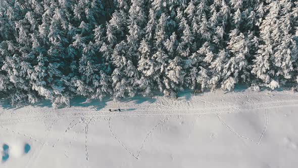 Aerial View on Winter Pine Forest and Snowy Path with People on a Sunny Day alt