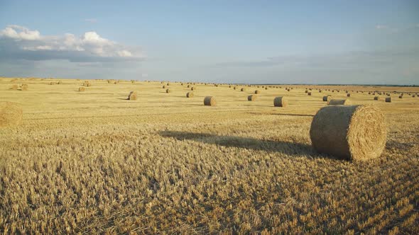 Great View of Haystacks on a Spacious Wheat Field on a Hot Summer Day alt