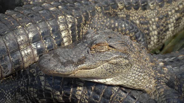 Alligators Farm Lots of Aligators Angry Background alt