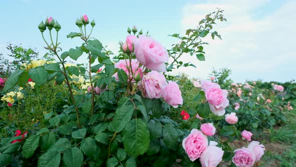 Beautiful delicate picturesque bush blooming roses on a summer day in the park. Rose garden. alt