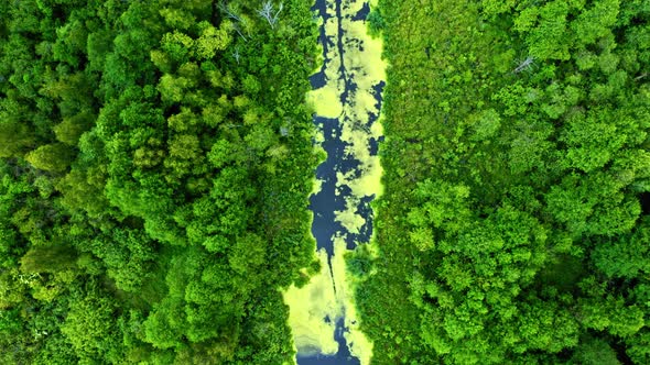 Green forest and river in spring. Aerial view of wildlife alt