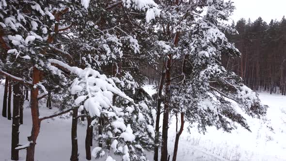 Drone Flies Into the Snowcovered Branches of a Pine Tree alt