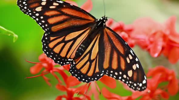 Tropical Exotic Monarch Butterfly Feeding on Red Flowers, Macro Close Up. Spring Paradise, Lush alt