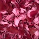 Rose Petals Transition 04 HD - VideoHive Item for Sale