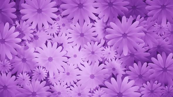 Spinning Chamomiles Purple Background