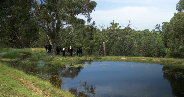 A wide shot of cattle huddled under the shade of a gum tree by a dam in rural Victoria Australia. alt