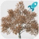 4K Growing Tree v3 - VideoHive Item for Sale