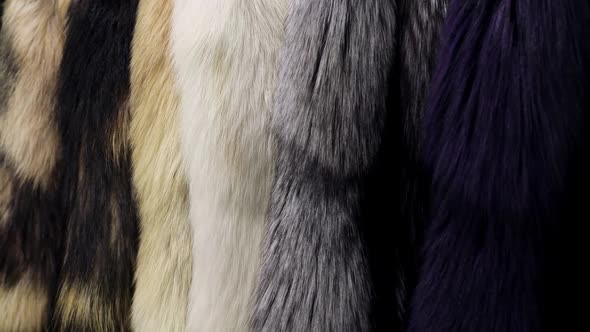 Natural Fur Skins of Different Shades and Colors